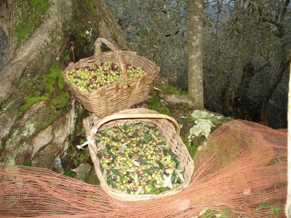 Agriturismo A Veggia Vigna Villa Garlenda Dış mekan fotoğraf