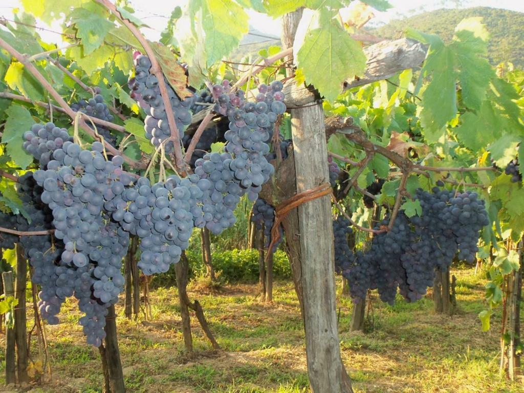 Agriturismo A Veggia Vigna Villa Garlenda Dış mekan fotoğraf